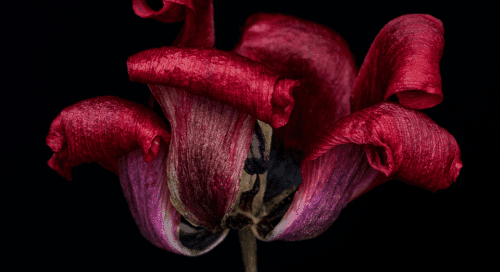 Koenigsberg Tulip (Königsberger Tulpe) from the series Wabi Sabi by Kathrin Linkersdorff