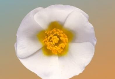 Cistus Sp by Erwan Frotin